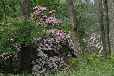 IMG_5056.jpg