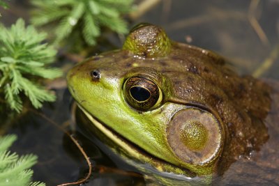 Bullfrog