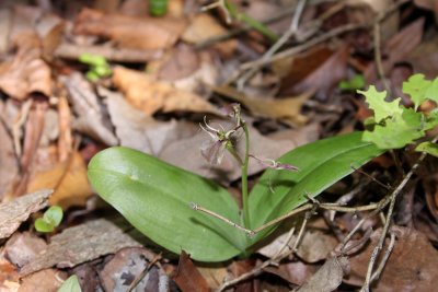 Lily-leaved Twayblade