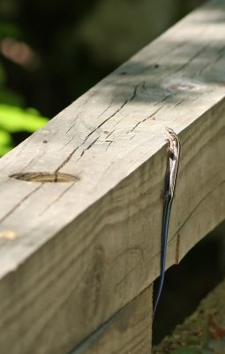 Five-lined Skink