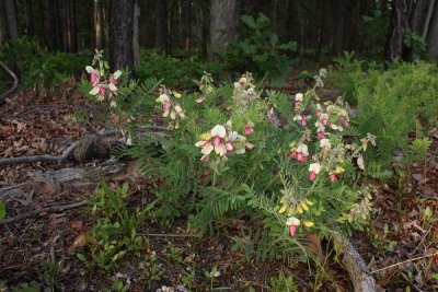 Goat's Rue