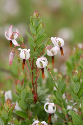 American Cranberry