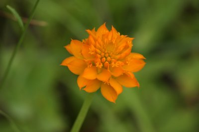 Orange Milkwort