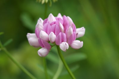 Crown Vetch