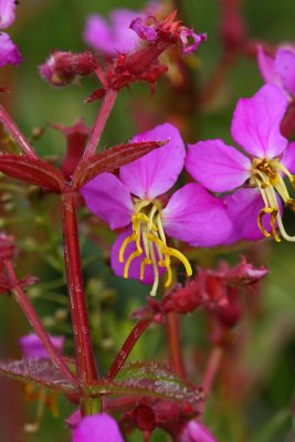 Virginia Meadow Beauty