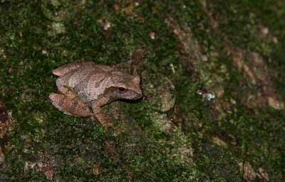 Northern Spring Peeper