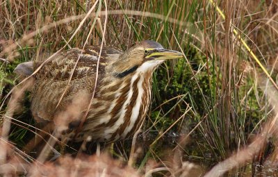 American Bittern