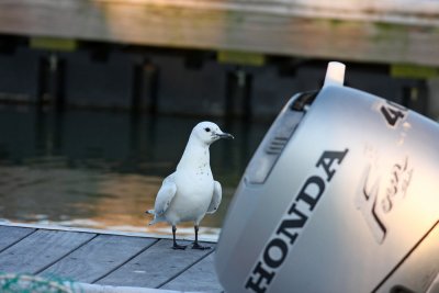 Ivory Gull doing a commercial for Honda motors!