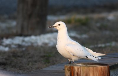 Ivory Gull