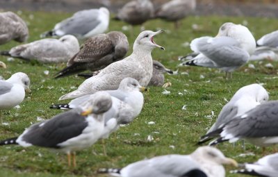 2nd cycle Kumlien's Iceland Gull