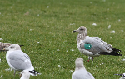 Herring Gull