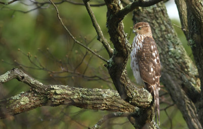 Cooper's Hawk