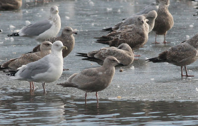 PROBABLE 1st cycle Thayer's Gull