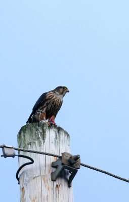 IMG_0788.jpg