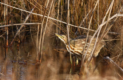 American Bittern