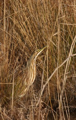IMG_0882.jpg