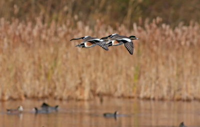 American Wigeons