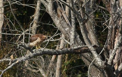 Red-shouldered Hawk