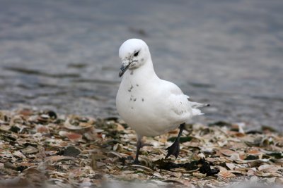 Ivory Gull