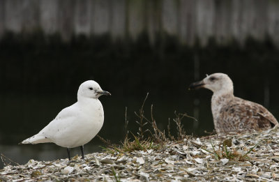 Ivory Gull and Great Black-backed Gull
