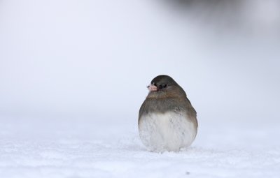 Dark-eyed Junco