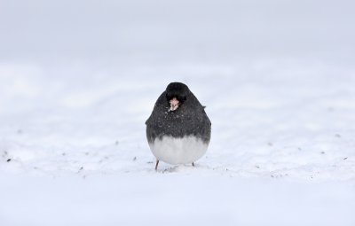 Dark-eyed Junco