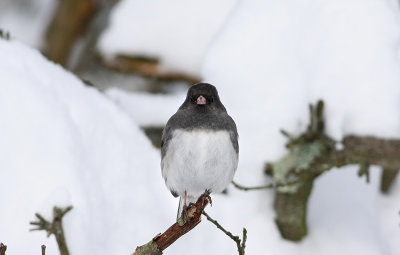 Dark-eyed Junco