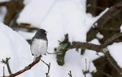 Dark-eyed Junco