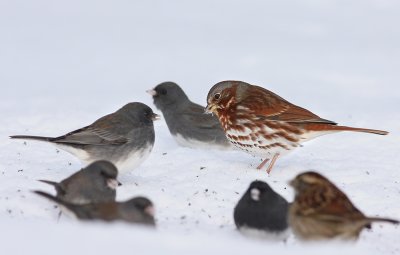 Fox Sparrow