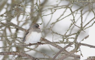 Dark-eyed Junco