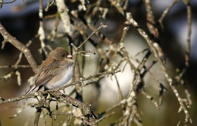 Dark-eyed Junco
