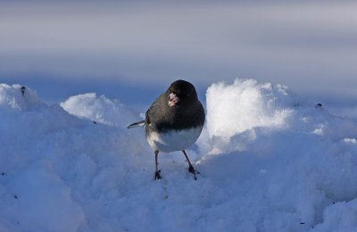 Dark-eyed Junco