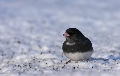 Dark-eyed Junco
