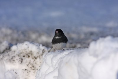 IMG_1158.jpg