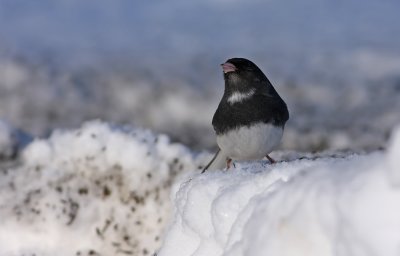 Dark-eyed Junco