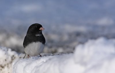 Dark-eyed Junco