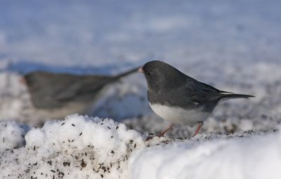 IMG_1162.jpg