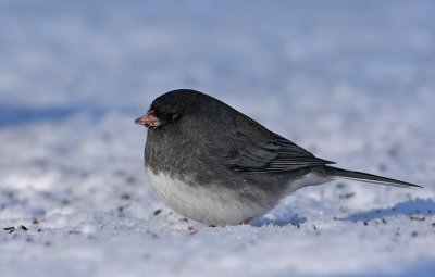 IMG_1164.jpg