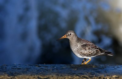 Purple Sandpiper