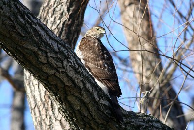 Cooper's Hawk