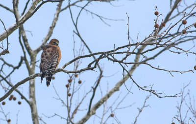 Red-shouldered Hawk!