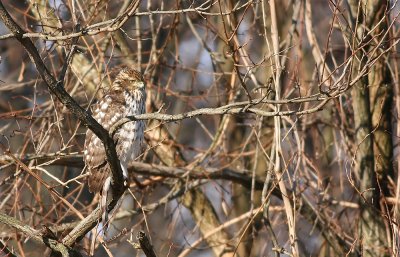 Cooper's Hawk
