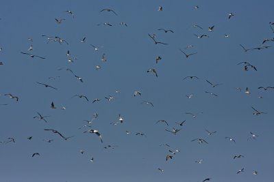 IMG_1594.jpg