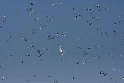IMG_1595.jpg
