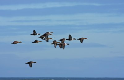 Common Eiders