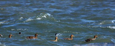 Common Eiders