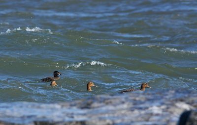Common Eiders and Surf Scoter