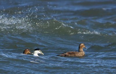 Common Eiders