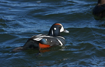 Harlequin Duck