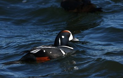 IMG_1720.jpg